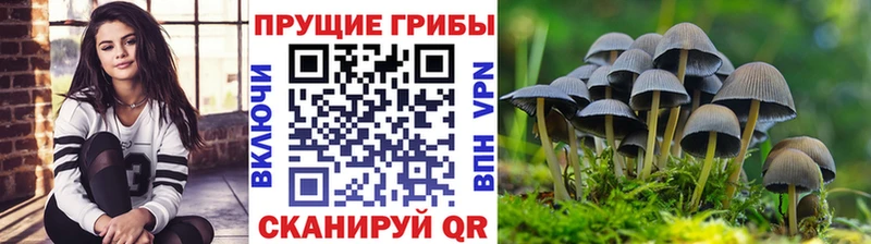 Купить где  Волгоград  Галлюциногенные грибы Psilocybine cubensis 